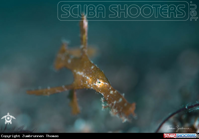 A Ghostpipefish 