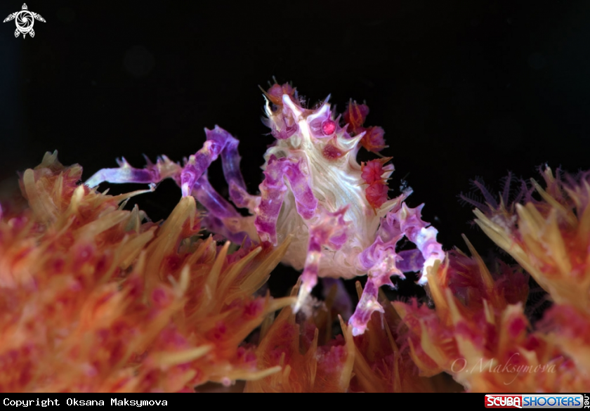 A Candy Crab (Hoplophrys oatesi) 