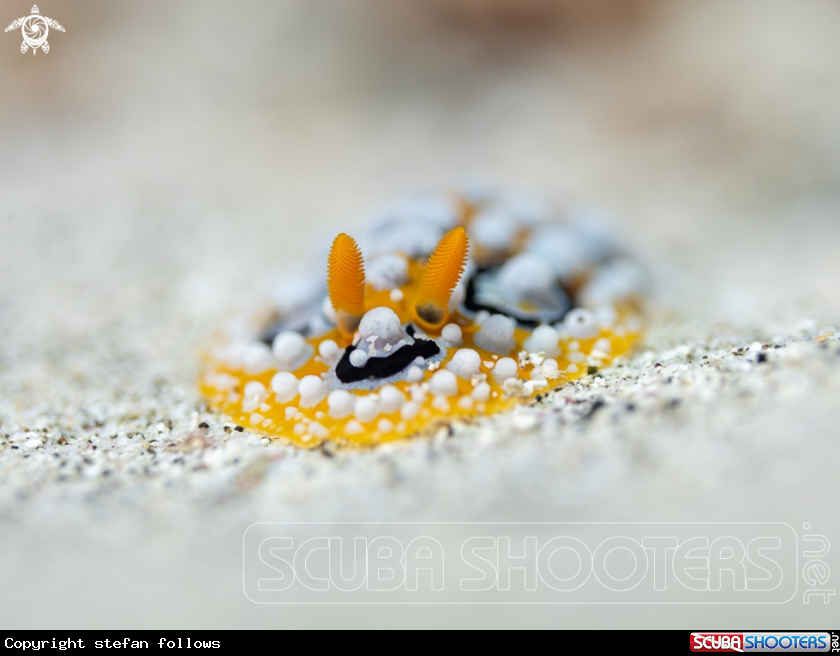 A Nudibranc