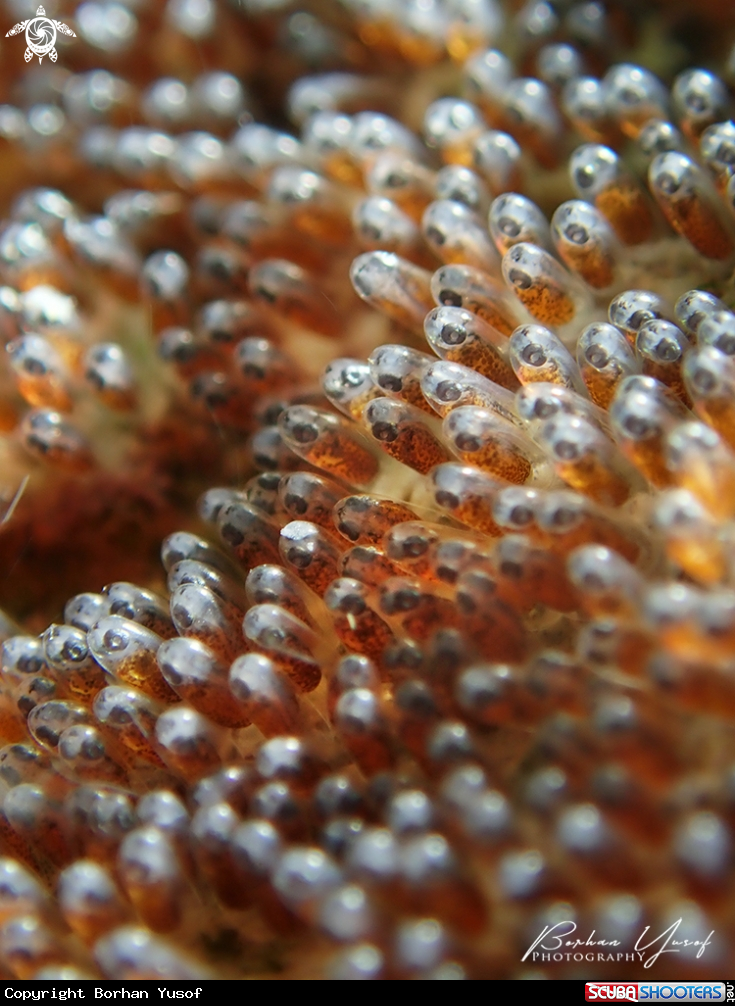 A Eggs Skunk Clownfish