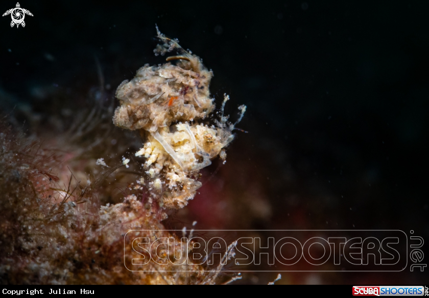 A Hairy shrimp