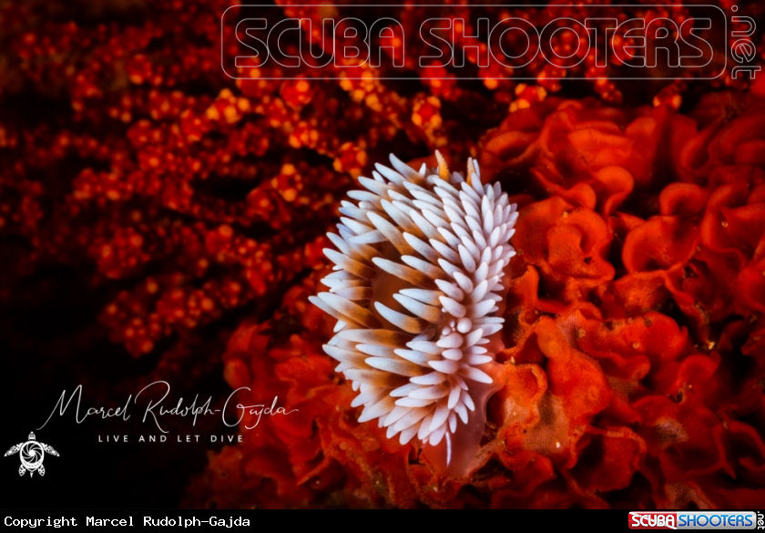 A Cape silvertip nudibranch