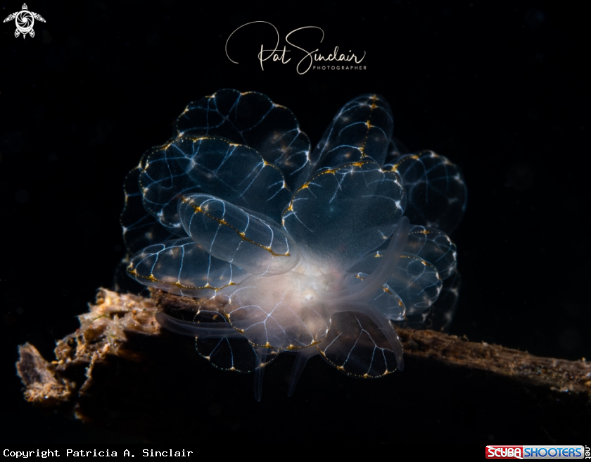 A butterfly nudi