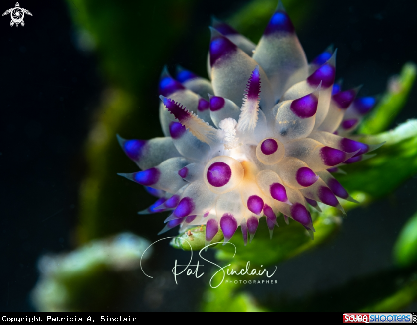 A Janolus sp