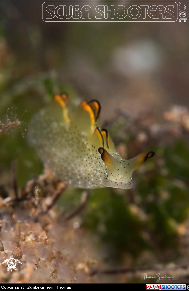 A Nudibranch 