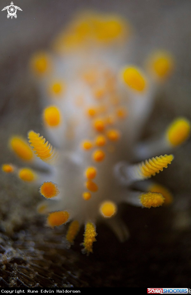 A Limacia clavigera 