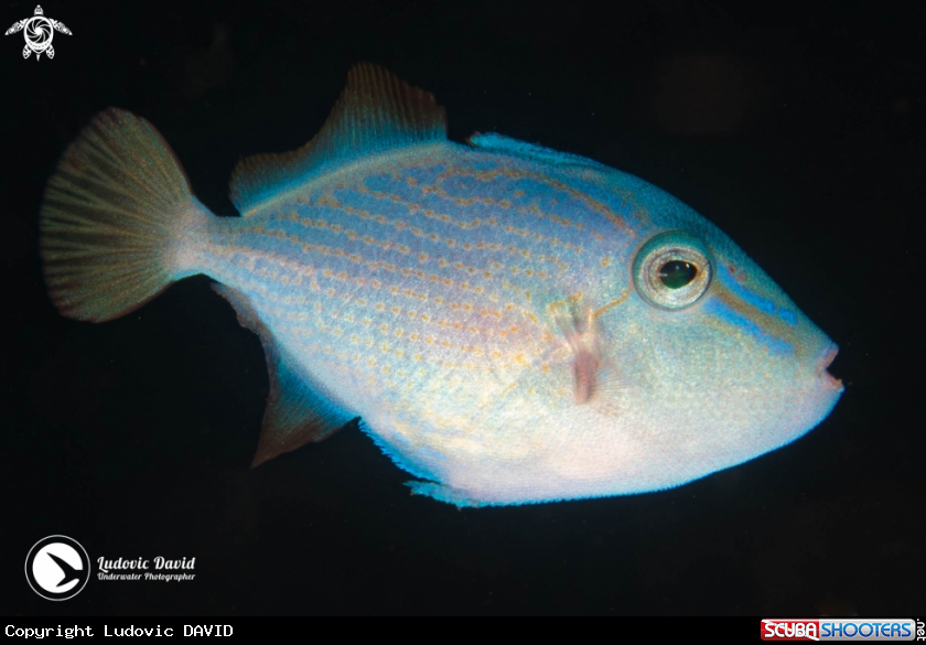 A Red-toothed Triggerfish
