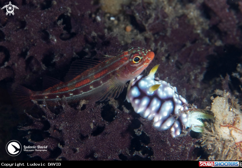 A Striped Triplefin
