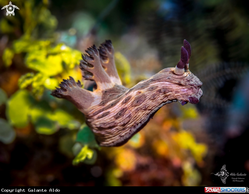 A Nudibranch