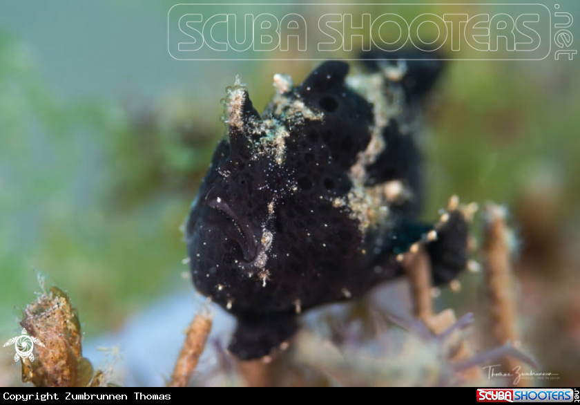 A Frogfish 