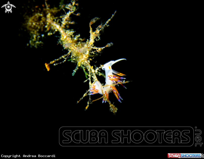 A Cratena peregrina nudibranch