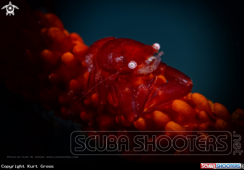 A Crab with Egg's