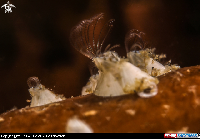 A Barnacles