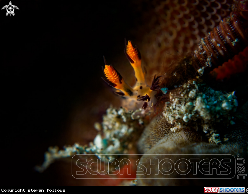 A Nudibranch