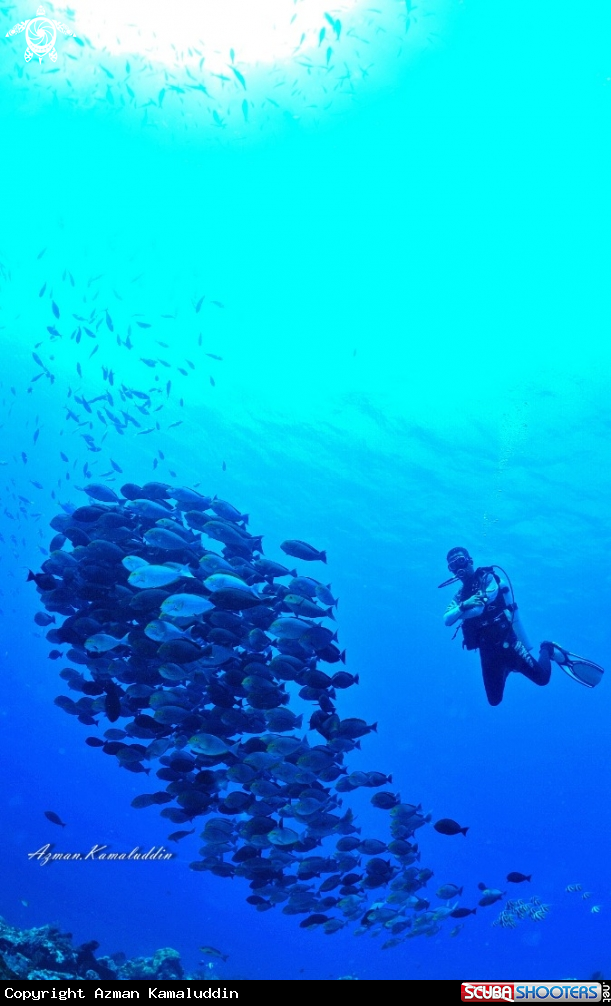 A Diver and Fishers