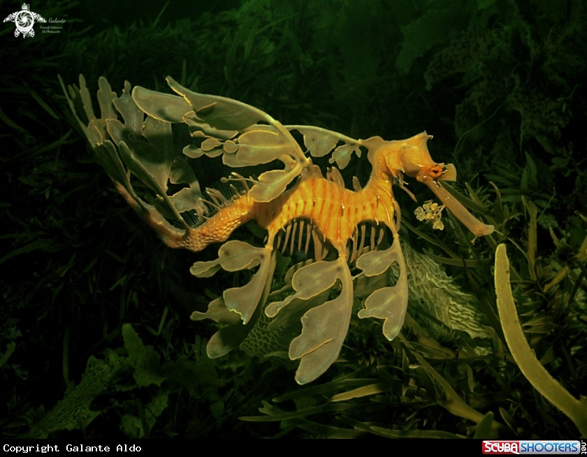 A Leafy Seadragon  