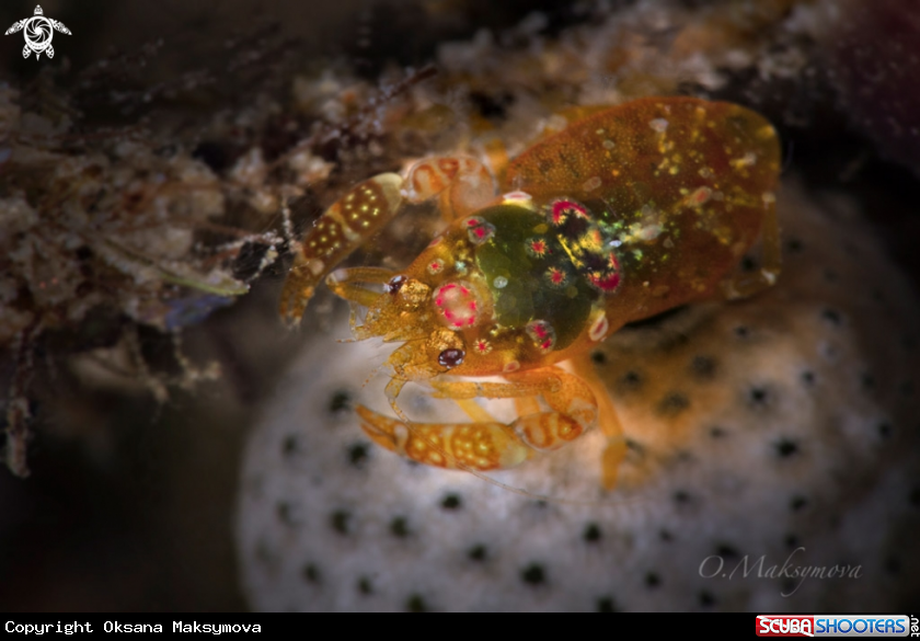 A Shrimp Odontonia katoi 