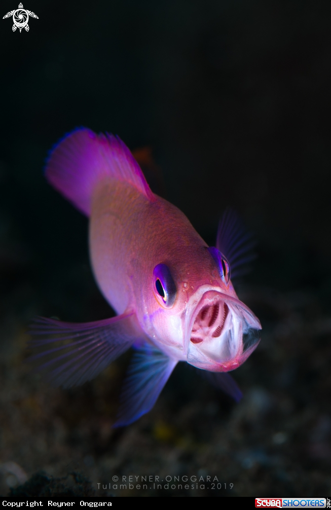 A Anthias