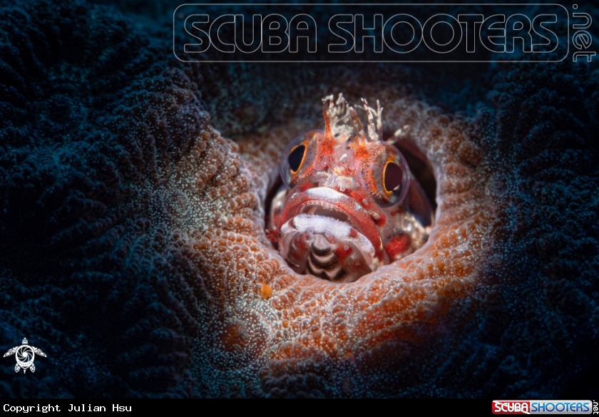 A blenny fish