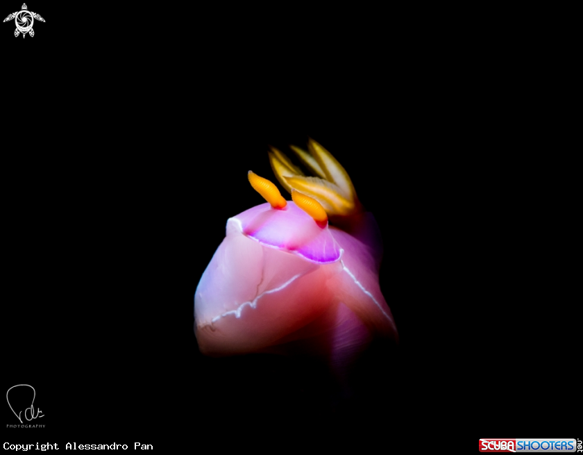 A Hypselodoris bullockii