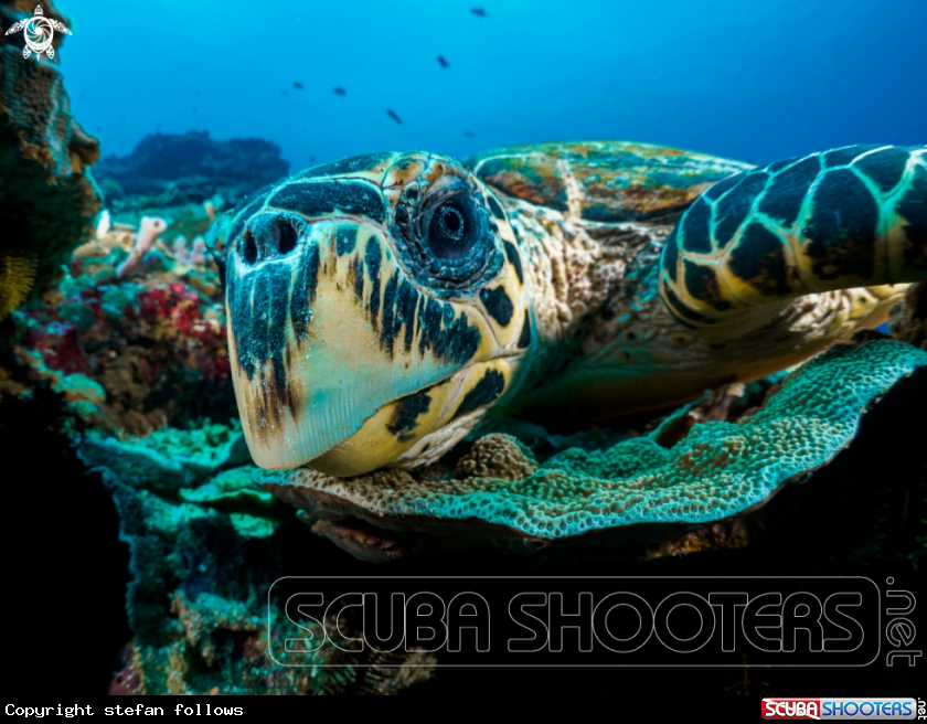 A Hawksbill Turtle
