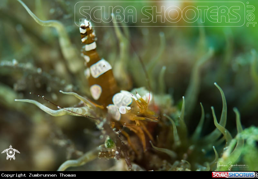 A Sexy Shrimp