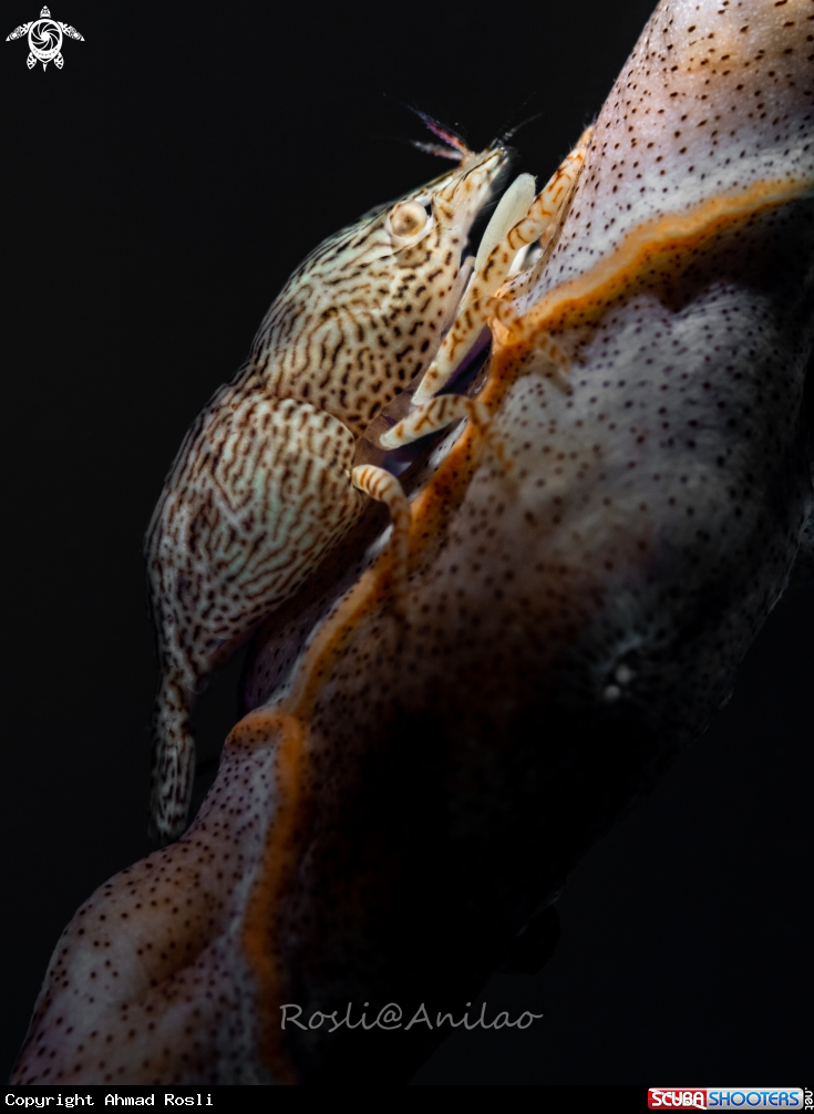 A Leopard shrimp