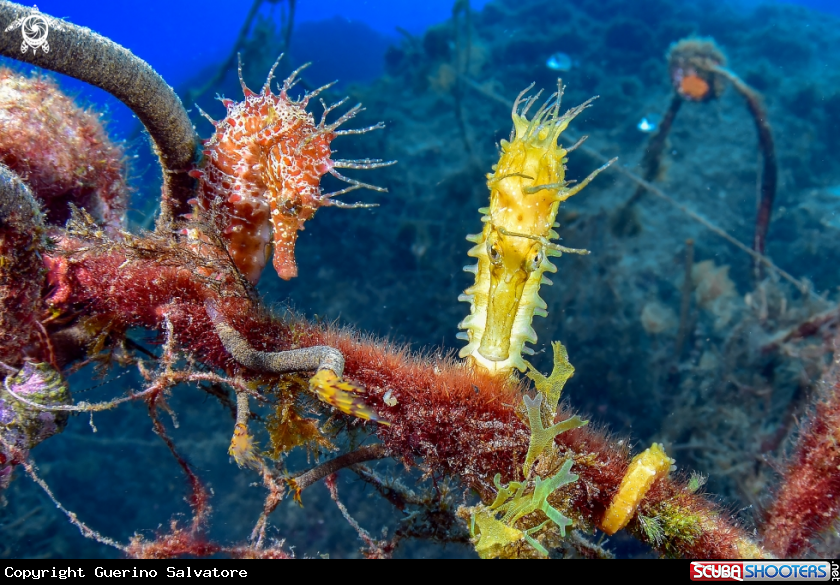 A seahorse