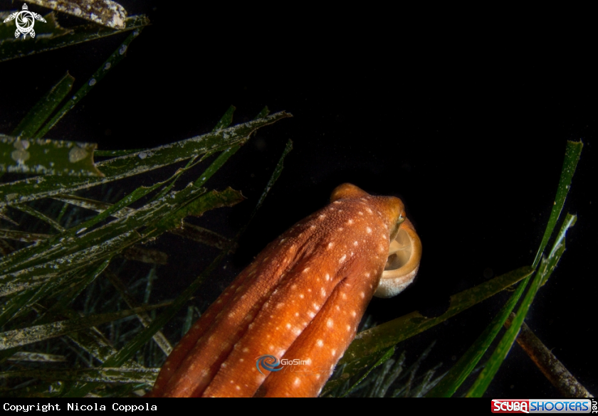 A octopus