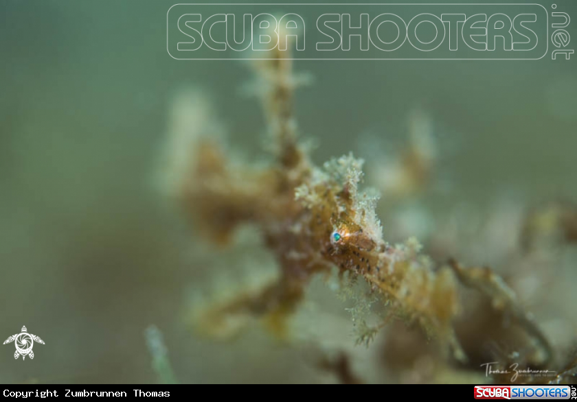 A Ghostpipefish 