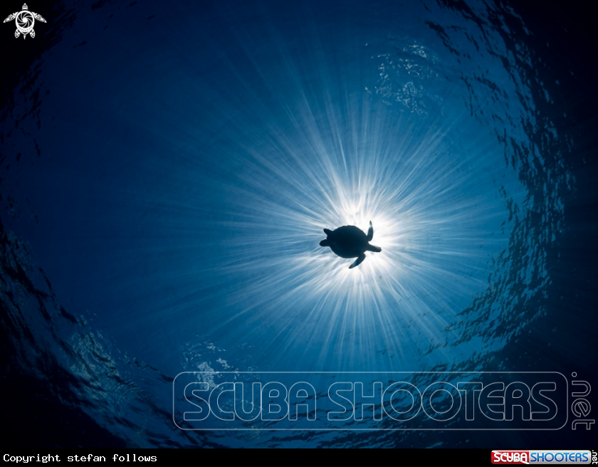 A Hawksbill Turtle