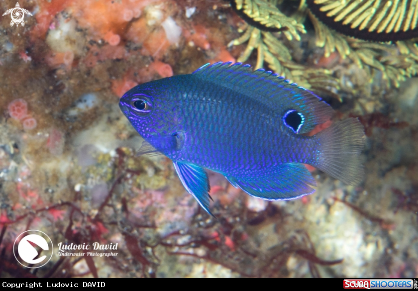 A Burrough's Damsel