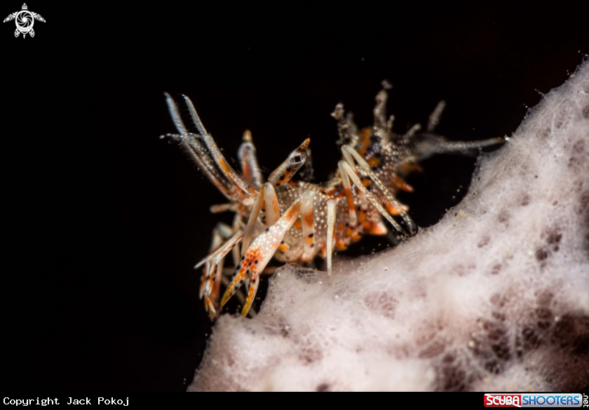 A Tiger shrimp