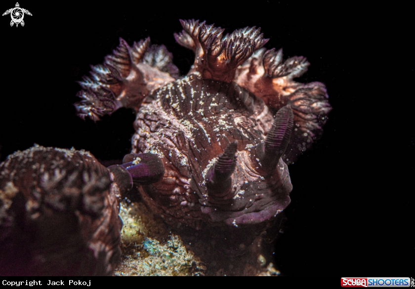 A Nembrotha mullineri