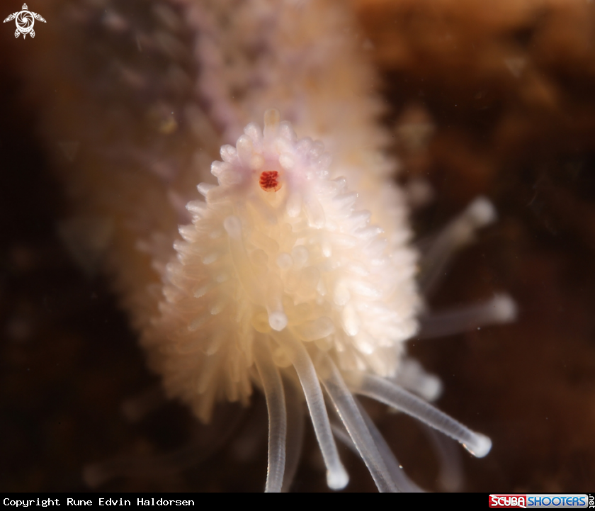 A Sea star