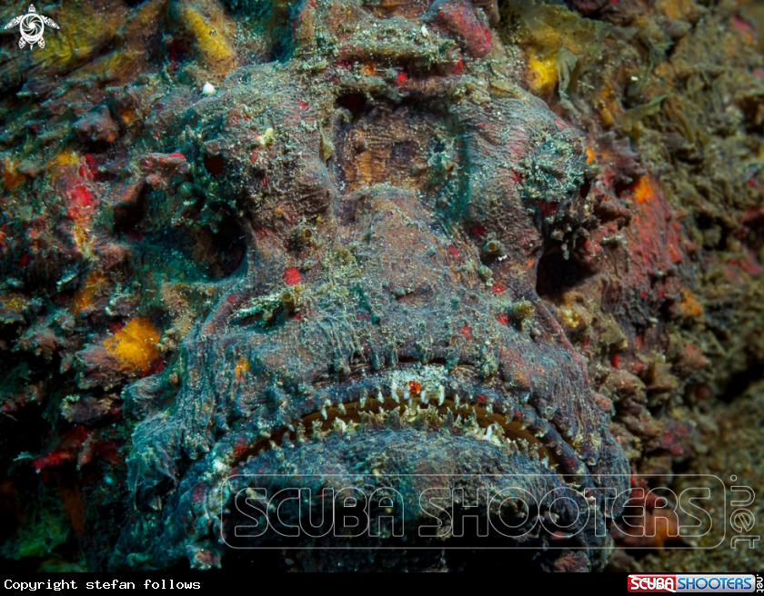 A Reef Stonefish  