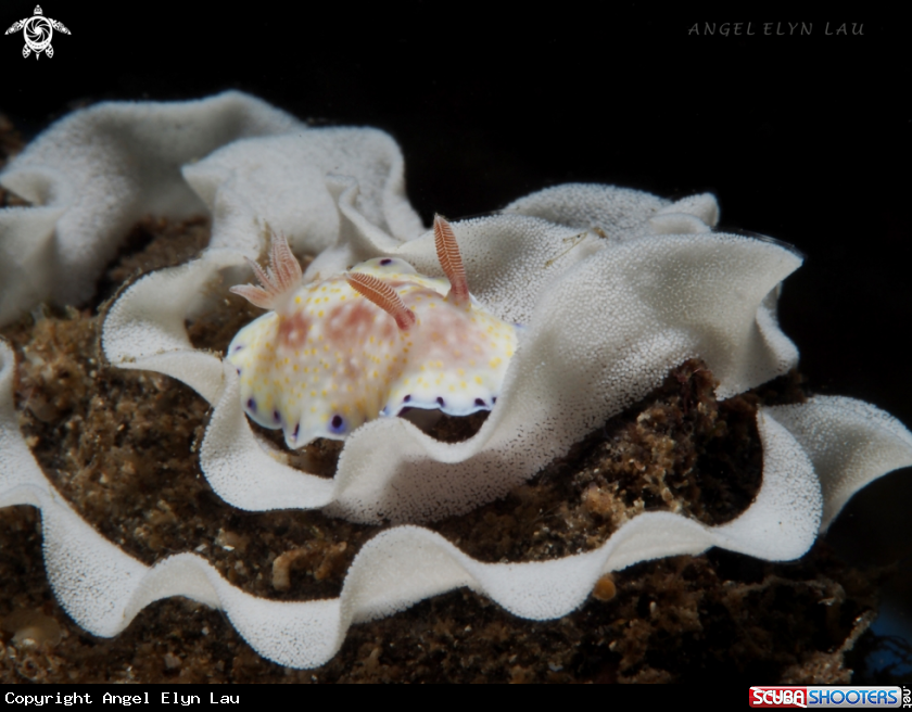 A Nudi laying eggs