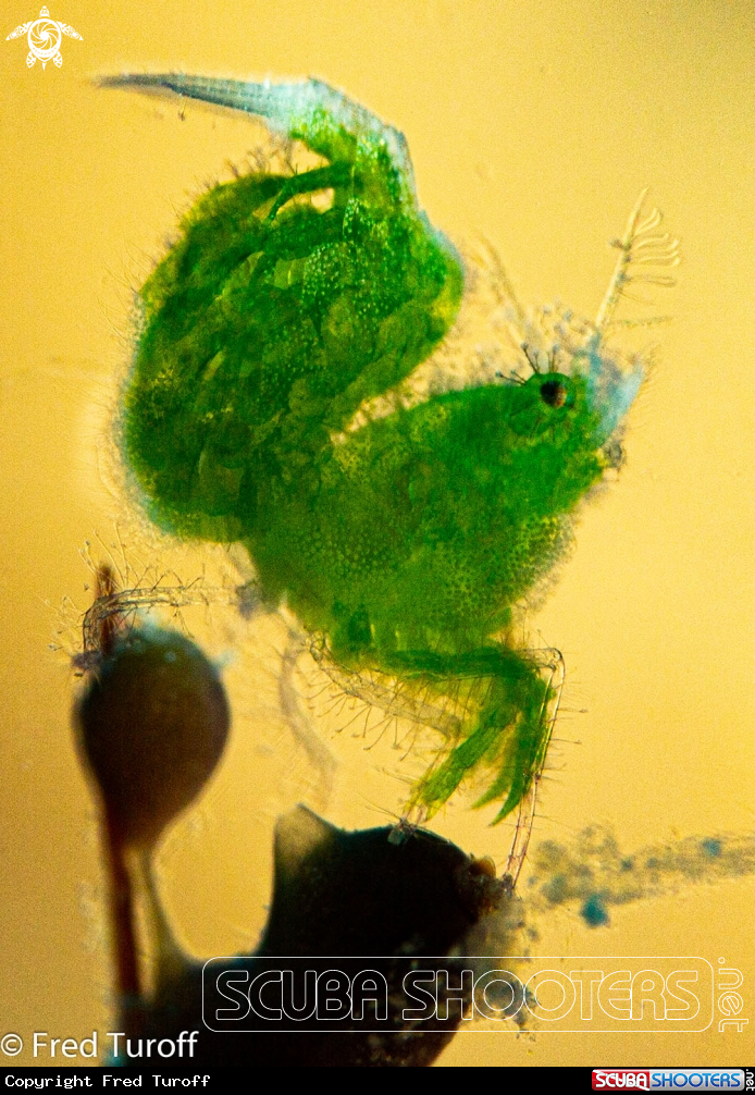 A Hairy Shrimp