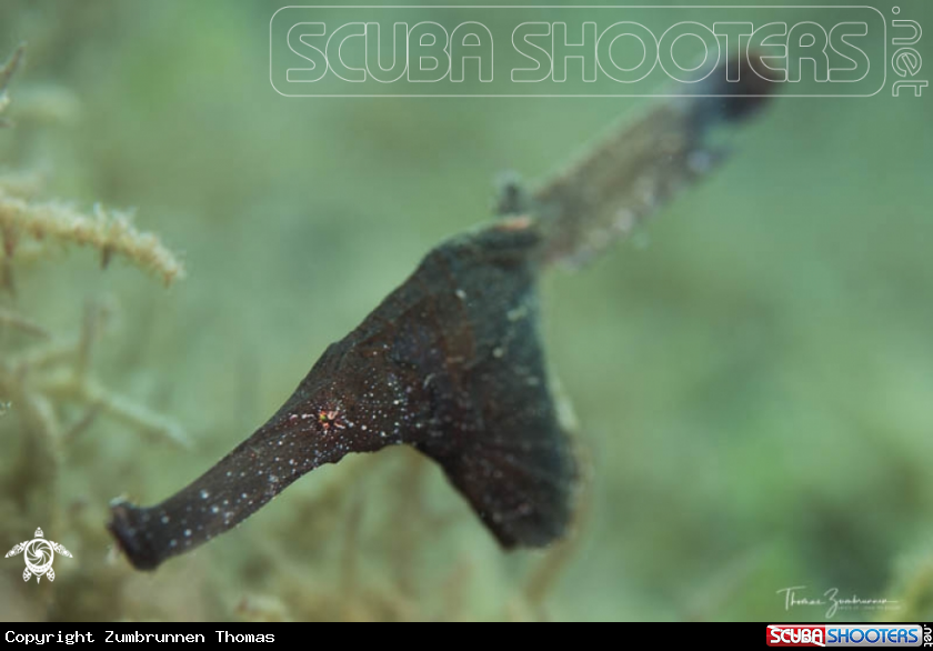 A Ghostpipefish 