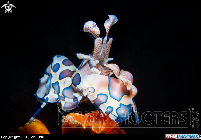 A Harlequin Shrimp