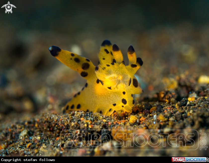 A Nudibranch