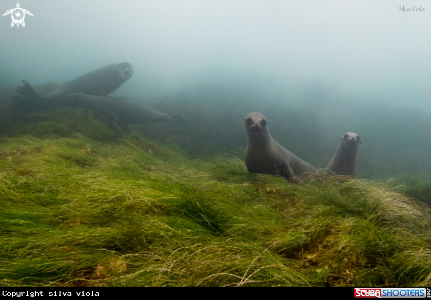 A California Sea Lion