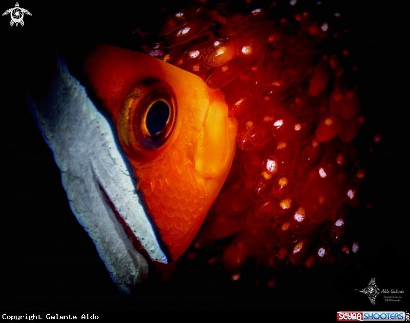 A Clownfish