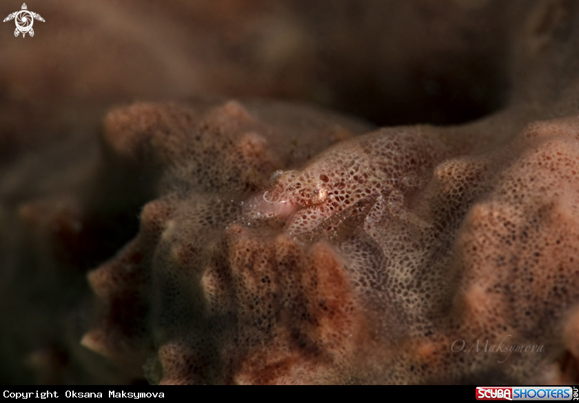 A Cryptic Sponge Shrimp (Gelastocaris paronae) 