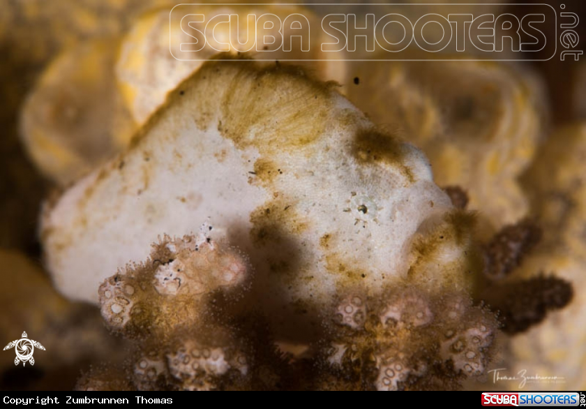 A Frogfish 
