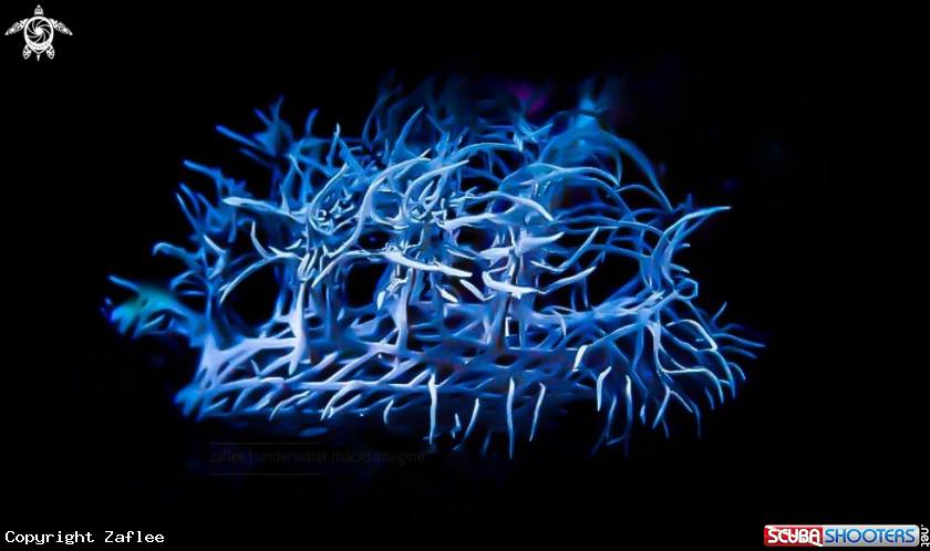 A Melibe Colemani