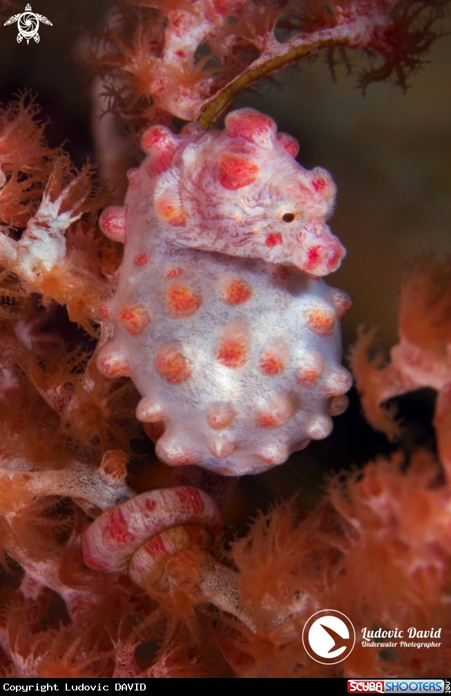 A Pygmy Seahorse