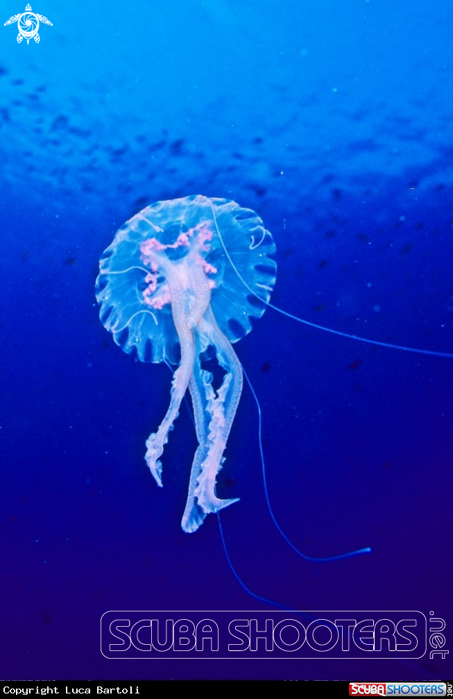 A Jellyfish