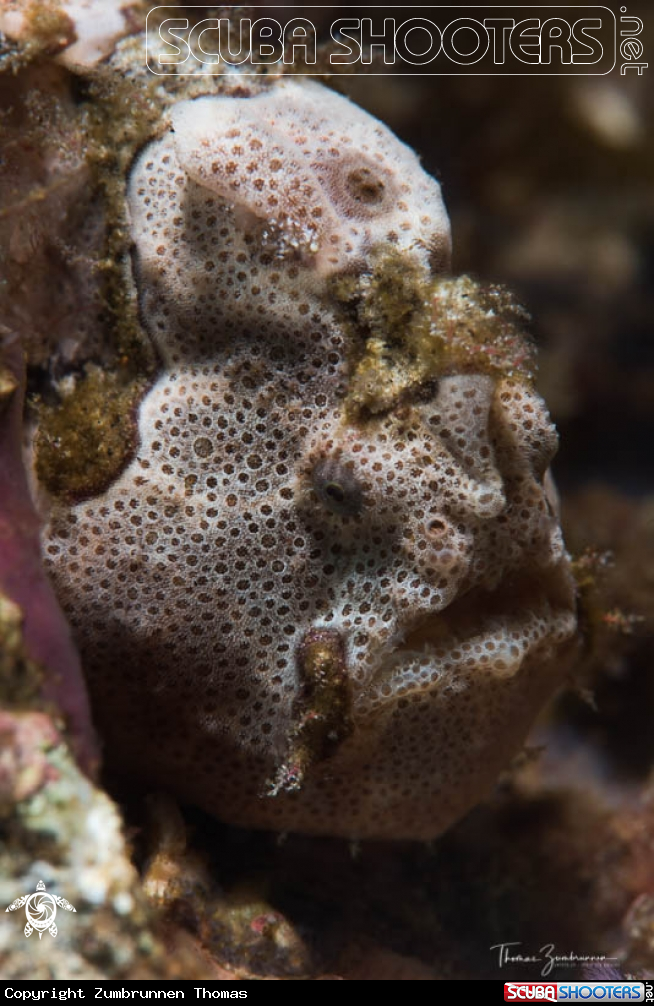 A Frogfish 