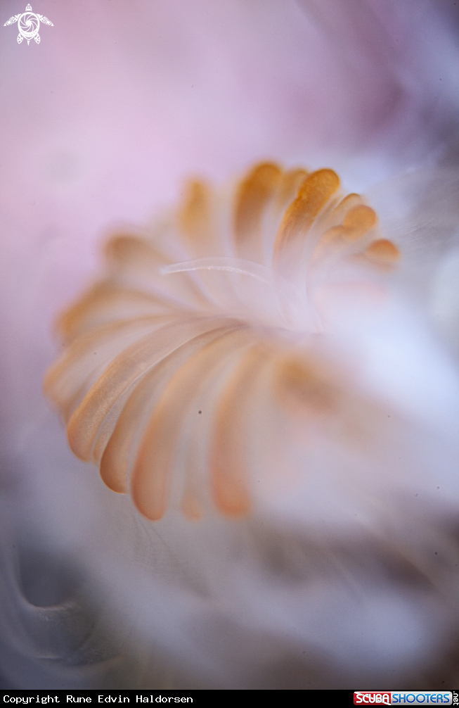 A Anemone